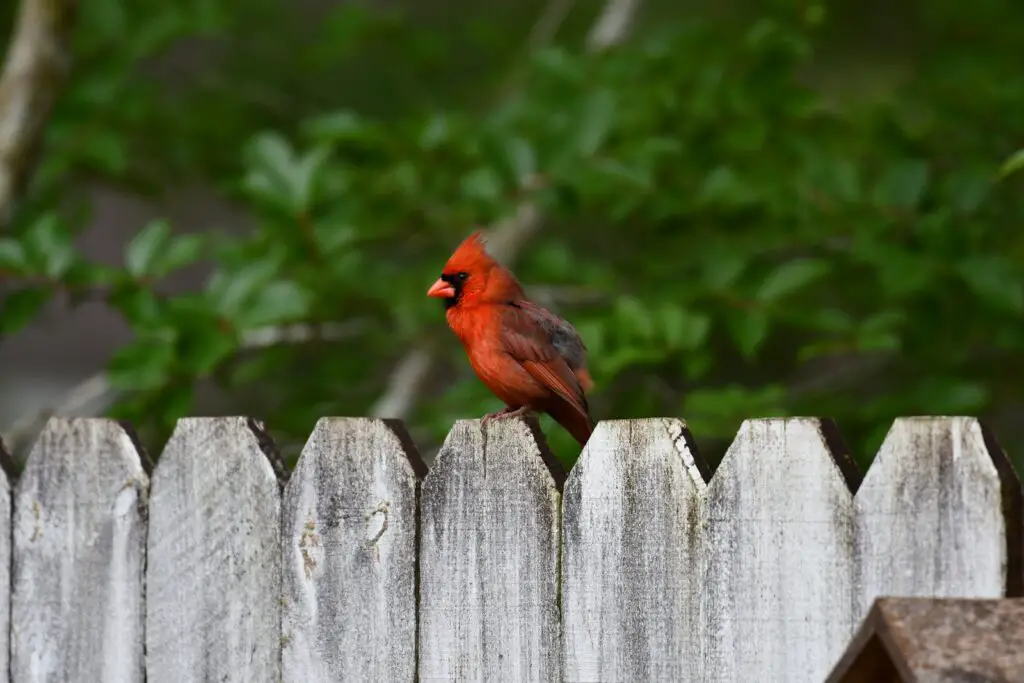 backyard wildlife	