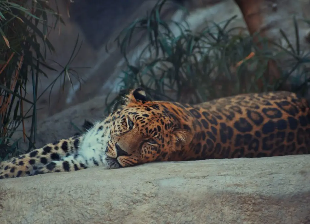 Amur Leopards