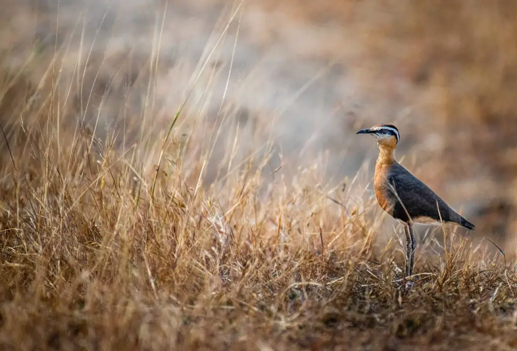 Endangered Birds