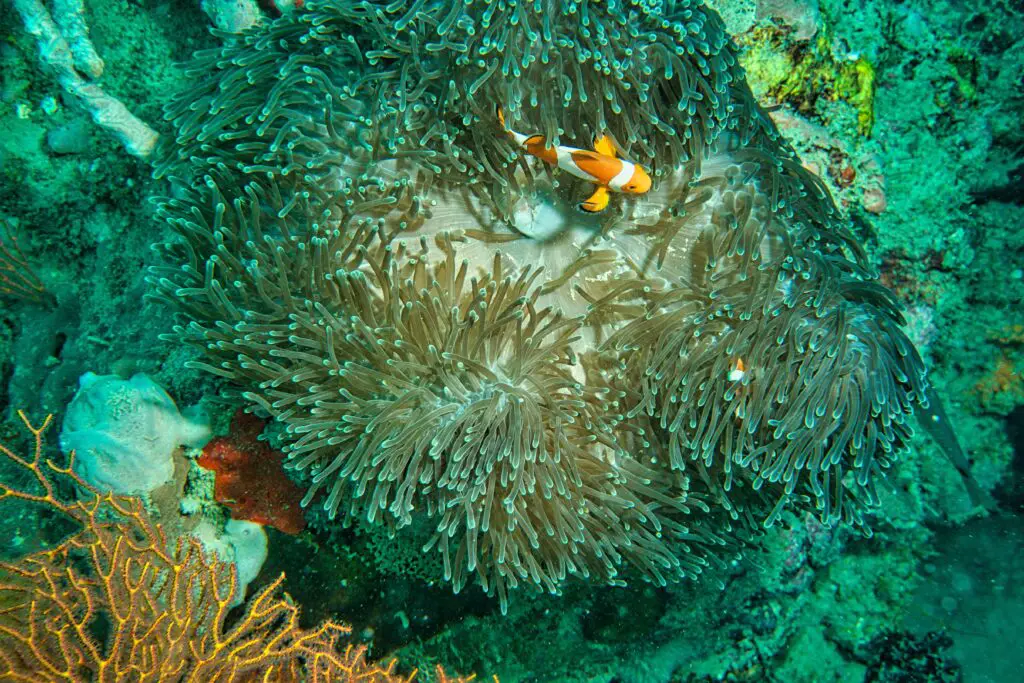 coral reef colors
