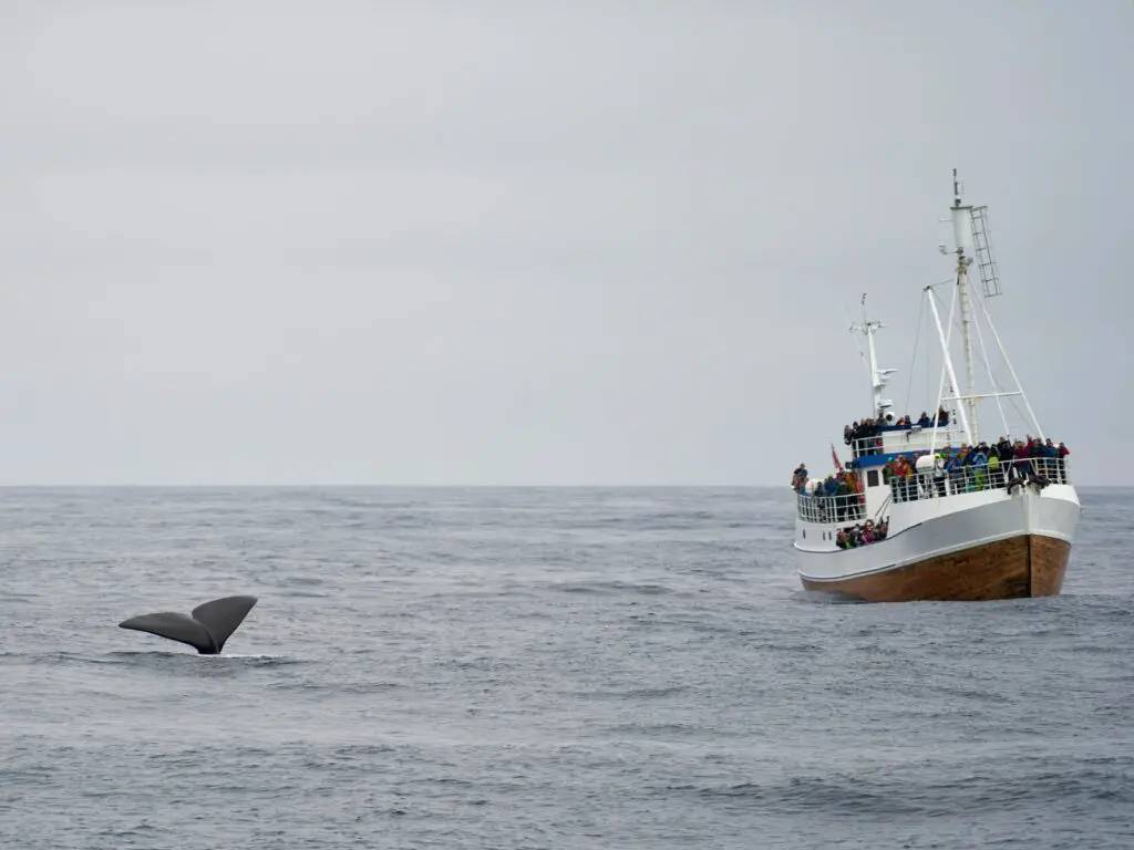 Whale Watching