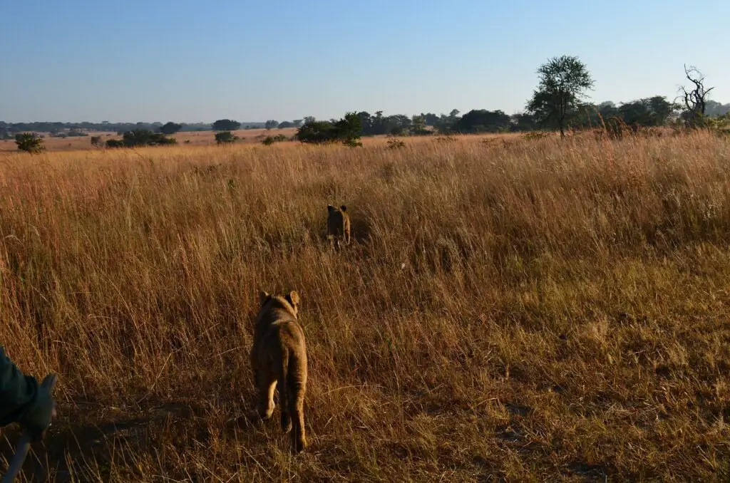 Wildlife Tracking