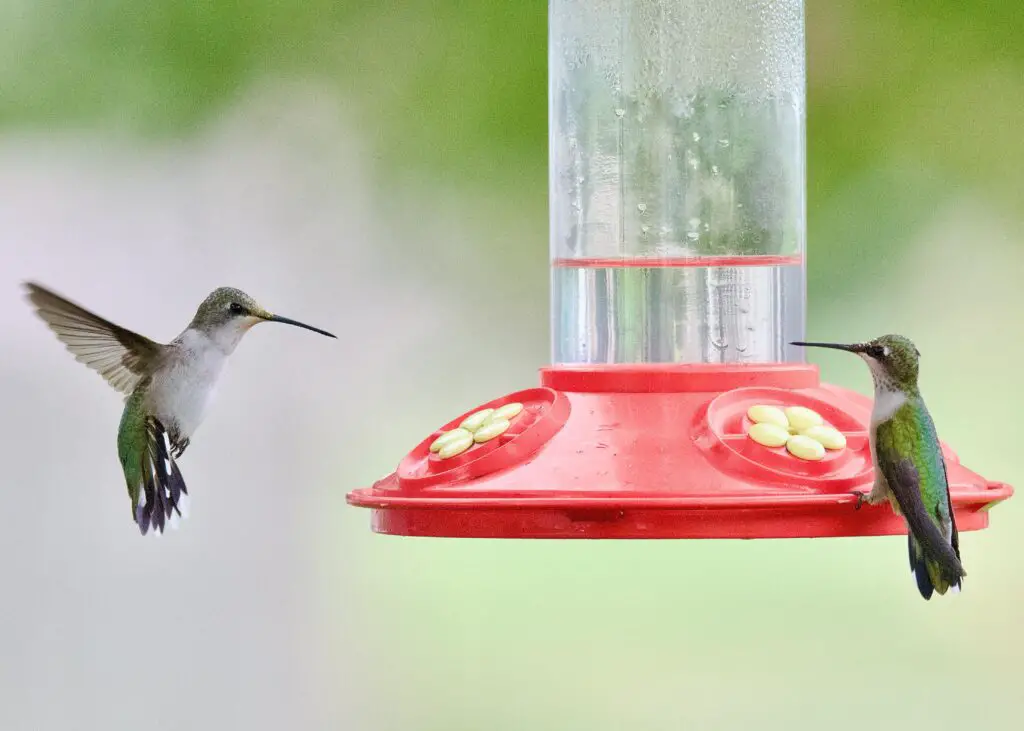 how to attract birds to your feeder