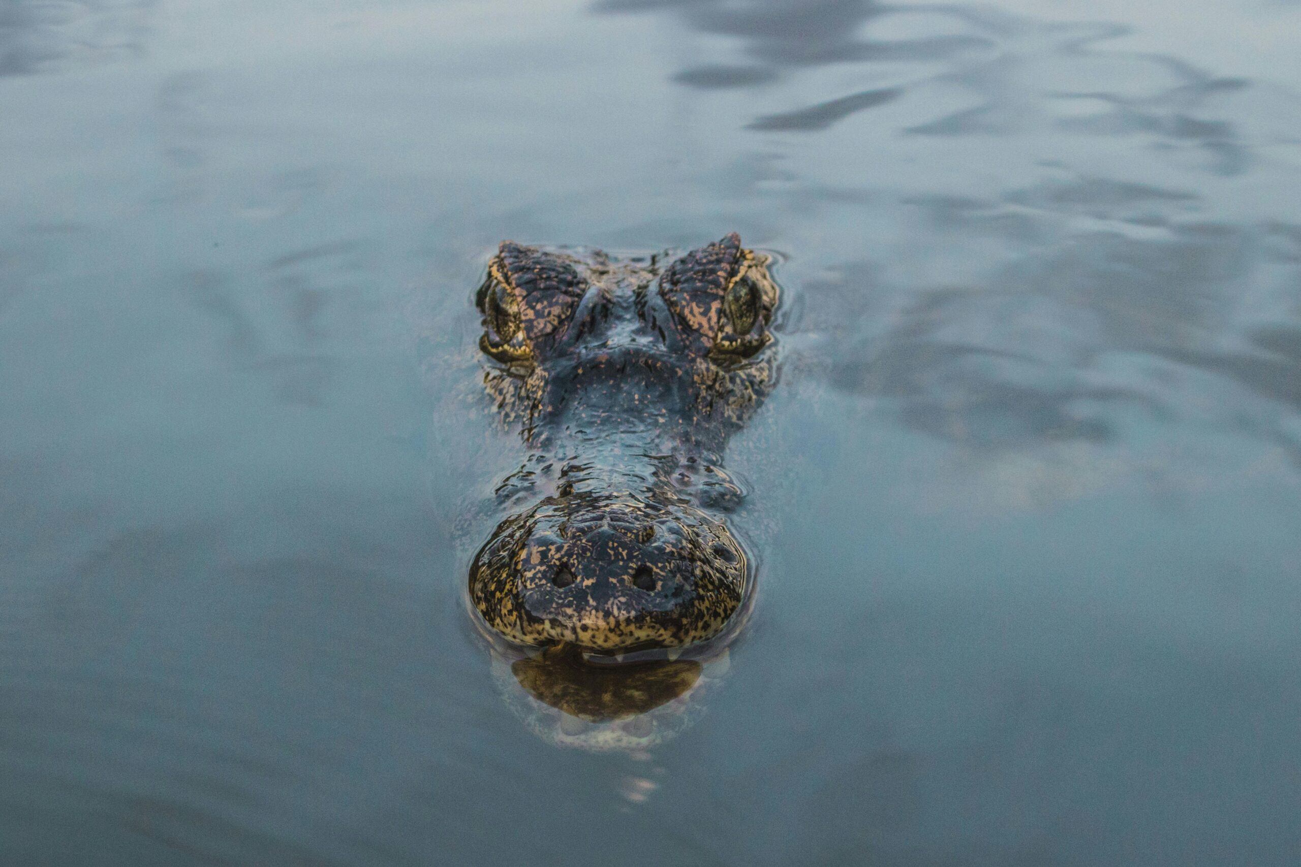 American Alligator: