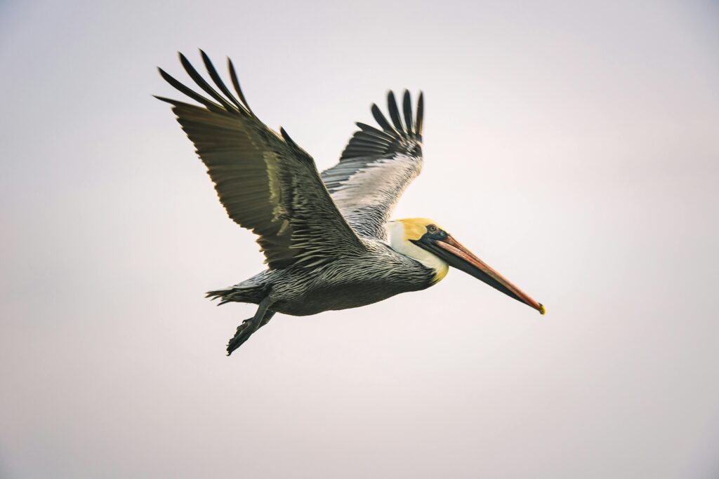 Bird Migration Patterns