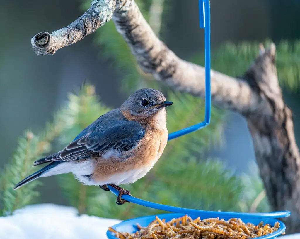 how to attract birds to your feeder