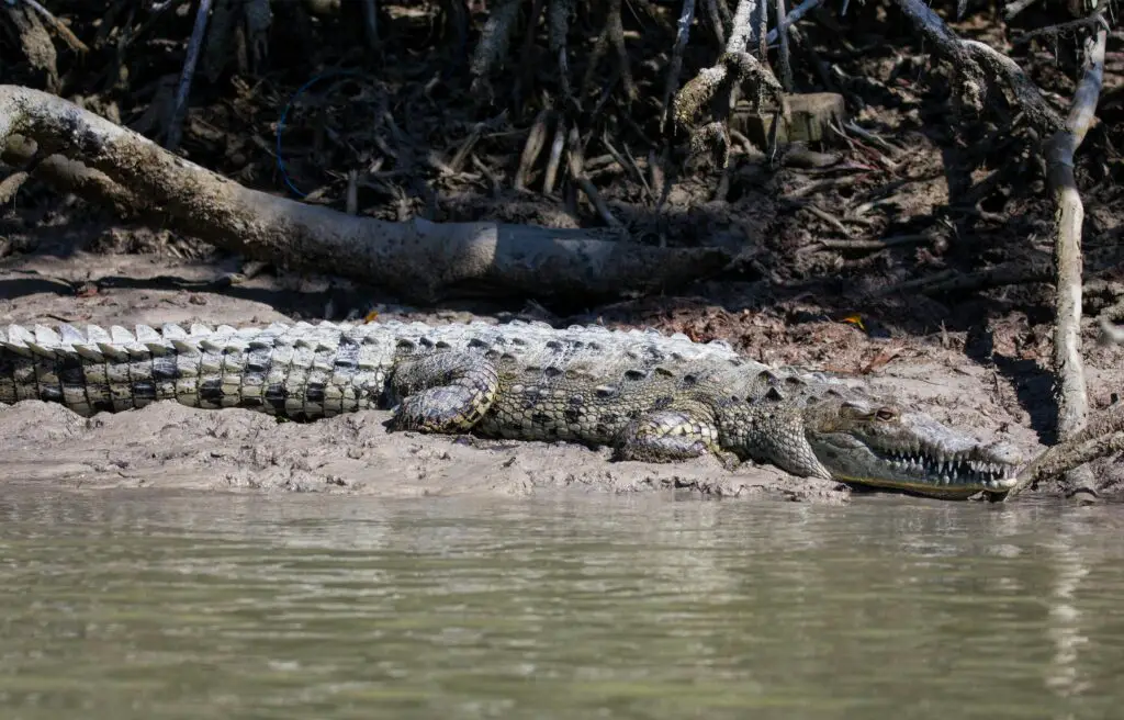 American Alligator: