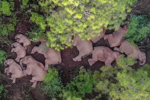 Sleep Habits of Elephants in the Wild