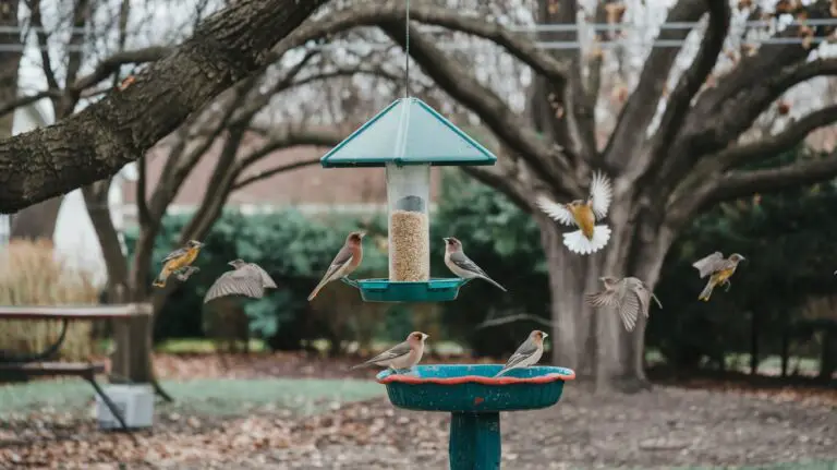 How to Set Up a Bird-Friendly Backyard